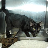 Bradenton, FL - Domestic Mediumhair. Meet Sassy a Cat for Adoption.