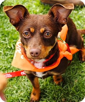 Lark | Adopted Dog | Los Angeles, CA | Chihuahua/Miniature ...