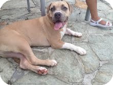 BENTLEY | Adopted Puppy | Loxahatchee, FL | Vizsla/French ...