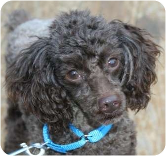 Chocolate | Adopted Dog | Berea, OH | Poodle (Toy or Tea ...