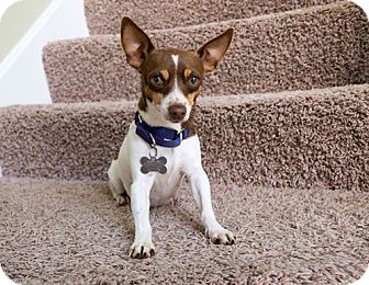 LaGrange, KY - Toy Fox Terrier Mix. Meet NINA a Dog for Adoption.