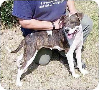 Charlottesville, VA - Plott Hound/American Pit Bull ...