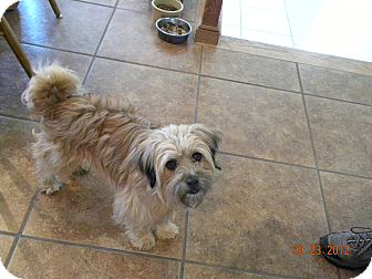 BUDDY | Adopted Dog | Fort Collins, CO | Tibetan Terrier Mix