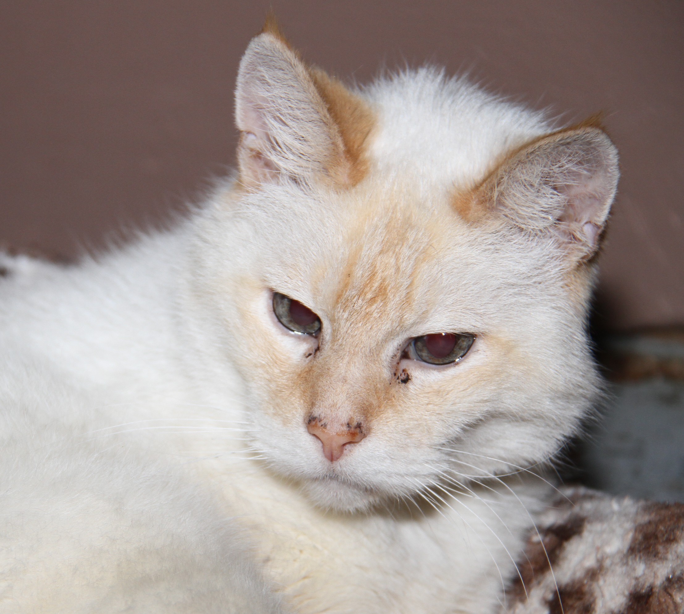 Adopt Sheeba (Spayed & Declawed) a White (Mostly) Siamese (short coat