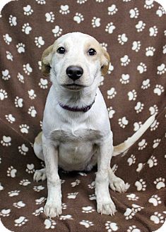 Westminster, CO - Boxer/Blue Heeler Mix. Meet Darling a Puppy for Adoption.