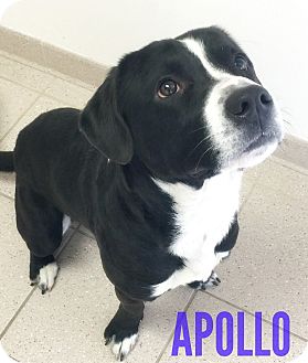 APOLLO | Adopted Dog | 170091 | Taylor, MI | Mixed Breed ...