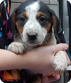 Download Beagle Puppies For Adoption Nj Photos