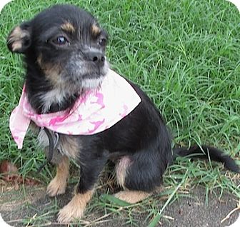 Maia | Adopted Puppy | Tahlequah, OK | Miniature Pinscher ...