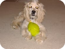 Cocker Spaniel Mix Dog for Sale in Homewood, Alabama - Marley Cocker Spaniel Mix Dog for Sale in Homewood, Alabama - Marley