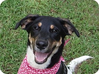 HappyHannah | Adopted Dog | Peachtree City, GA | Bernese ...