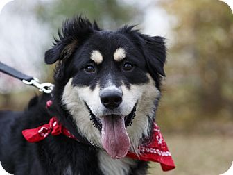 Gretzky | Adopted Dog | Ile-Perrot, QC | Bernese Mountain ...