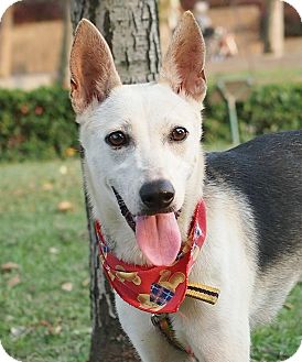 Castro Valley, CA - Shiba Inu/Labrador Retriever Mix. Meet Vivian a Dog for Adoption.