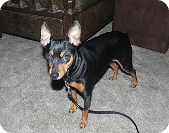 Jacksonville, FL - Miniature Pinscher. Meet Jonas a Dog ...