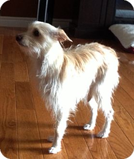 Terrier (Unknown Type, Small) Mix Dog for Sale in Toronto, Ontario - Dezi Terrier (Unknown Type, Small) Mix Dog for Sale in Toronto, Ontario - Dezi