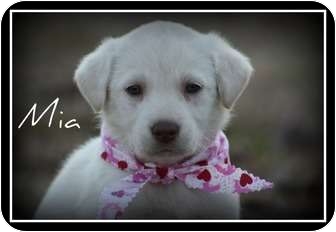 Yellow Lab Puppies | Adopted Puppy | Cranford, NJ ...