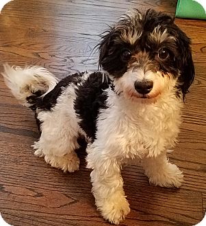Detroit, MI - Poodle (Miniature) Mix. Meet Oreo a Dog for ...