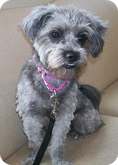 Bebe | Adopted Dog | Oak Ridge, NJ | Lhasa Apso/Schnauzer ...