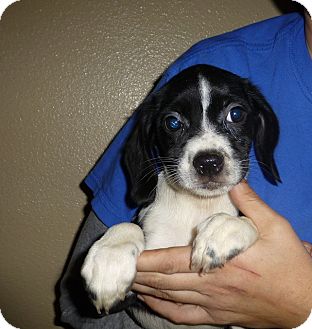 tulip schnauzer mix beagle oviedo miniature name