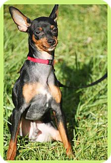 South Bend, IN - Miniature Pinscher/Manchester Terrier Mix ...