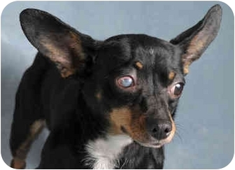 Stella | Adopted Dog | Chicago, IL | Miniature Pinscher ...