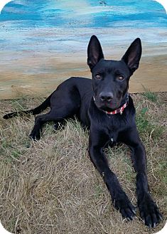 Federal Way, WA - Labrador Retriever/Pharaoh Hound Mix ...