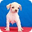 Photo 2 - Chihuahua/Terrier (Unknown Type, Small) Mix Puppy for adoption in Los Angeles, California - Nils Photo 2 - Chihuahua/Terrier (Unknown Type, Small) Mix Puppy for adoption in Los Angeles, California - Nils