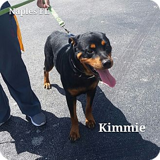 rottweiler puppies naples fl naples fl rottweiler meet kimmie a for adoption rottweiler puppies naples fl naples fl rottweiler meet kimmie a for adoption