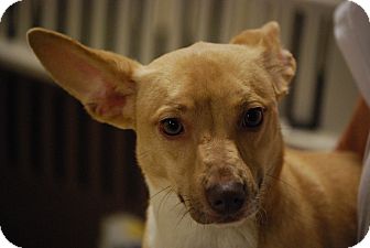 Matt | Adopted Puppy | Oakville, CT | Whippet/Pharaoh ...