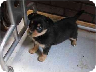 Lucy | Adopted Puppy | 37 | Lawrenceburg, TN | Miniature ...