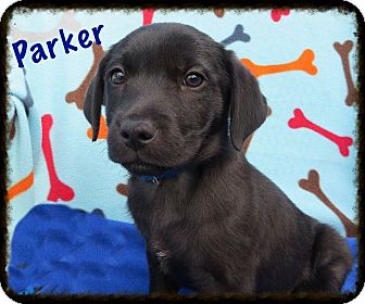 Fort Wayne, IN - Italian Greyhound/Miniature Pinscher Mix ...