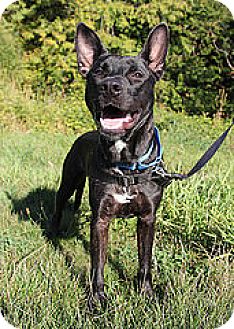 Bellingham, WA - Doberman Pinscher/Pit Bull Terrier Mix ...