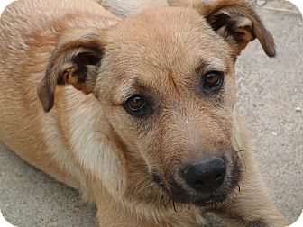 Banshee | Adopted Puppy | Melbourne, AR | Schnauzer ...