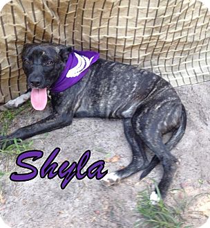 Groveland, FL - Siberian Husky/Pit Bull Terrier Mix. Meet ...