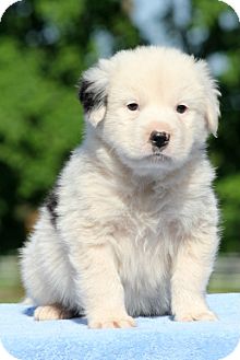 Draco | Adopted Puppy | Pennigton, NJ | Bernese Mountain ...