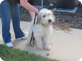 SHAGGY R.I. | Adopted Puppy | W. Warwick, RI | Old English ...
