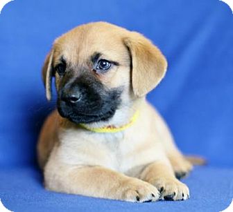 Berkeley Heights, NJ - Golden Retriever/Collie Mix. Meet ...