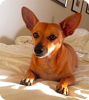 Pippen! | Adopted Dog | New York, NY | Corgi/Chihuahua Mix
