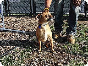 West Los Angeles, CA - Miniature Pinscher/Italian ...