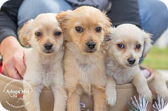 Cocker Spaniel Puppies For Sale Inland Empire