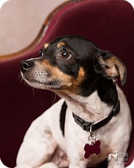 Moomoo | Adopted Dog | Salem, OR | Rat Terrier/Miniature ...