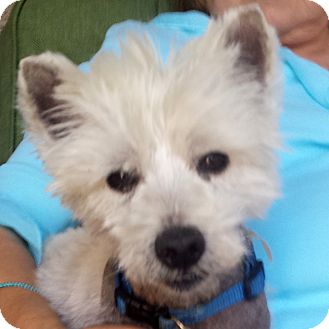 Carrollton, TX - Westie, West Highland White Terrier. Meet ...