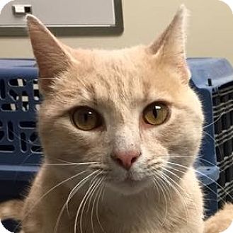 Albany, NY - Domestic Shorthair. Meet Tommy a Cat for ...
