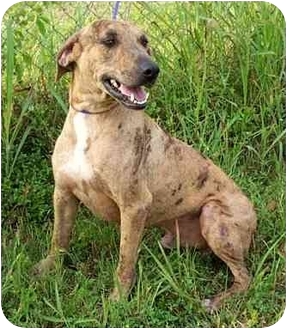 black mouth catahoula