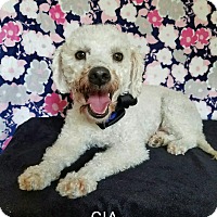 New York, NY - Poodle (Miniature) Mix. Meet Gia a Dog for ...