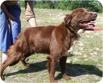 Capt. Jack | Adopted Dog | Largo, FL | Nova Scotia Duck-Tolling Retriever/Labrador Retriever Mix