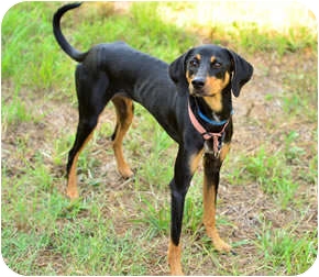 Jazzi | Adopted Dog | Bogart, GA | Doberman Pinscher ...