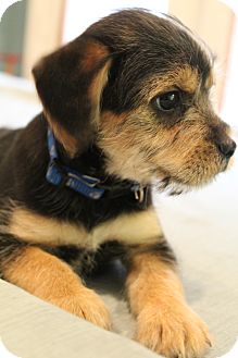 Yorkie, Yorkshire Terrier/Schnauzer (Standard) Mix Puppy for Sale in Hagerstown, Maryland - Hollywood Yorkie, Yorkshire Terrier/Schnauzer (Standard) Mix Puppy for Sale in Hagerstown, Maryland - Hollywood