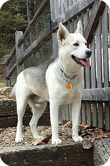 Portland, ME - Husky Mix. Meet Sampson a Dog for Adoption.