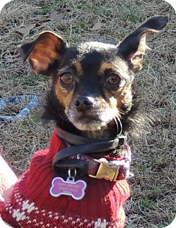 Joplin, MO - Miniature Pinscher/Chihuahua Mix. Meet Katy a ...
