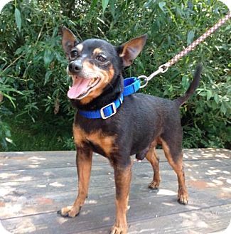 Carrot | Adopted Dog | Camano Island, WA | Miniature ...